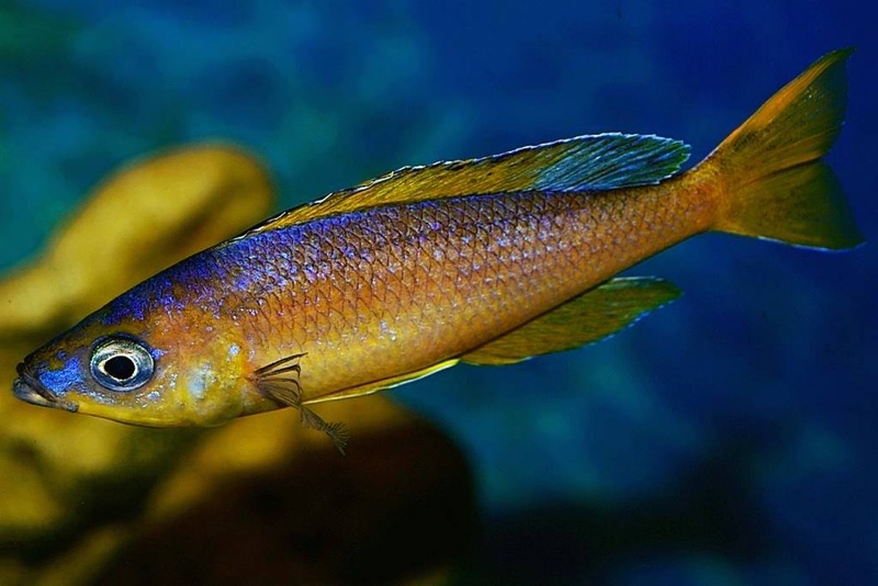 Cyprichromis sp. 'brilliant jumbo' Kitumba